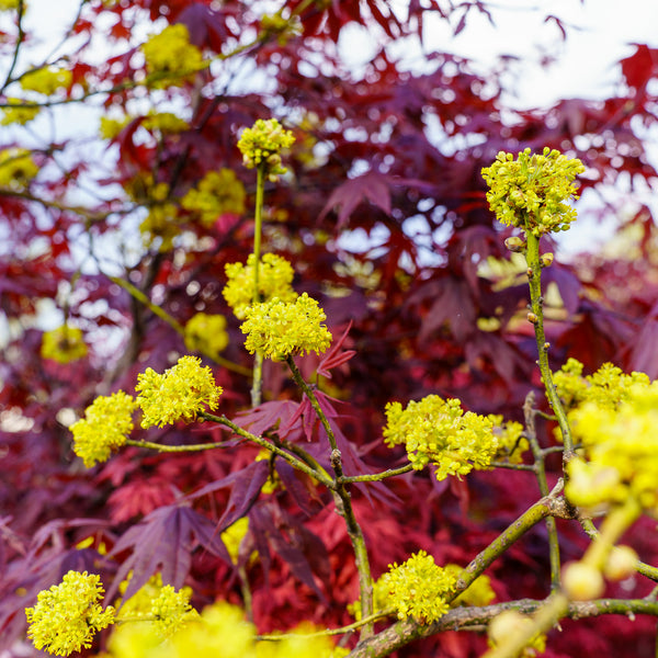 Sassafras - Other Shade Trees - Shade Trees