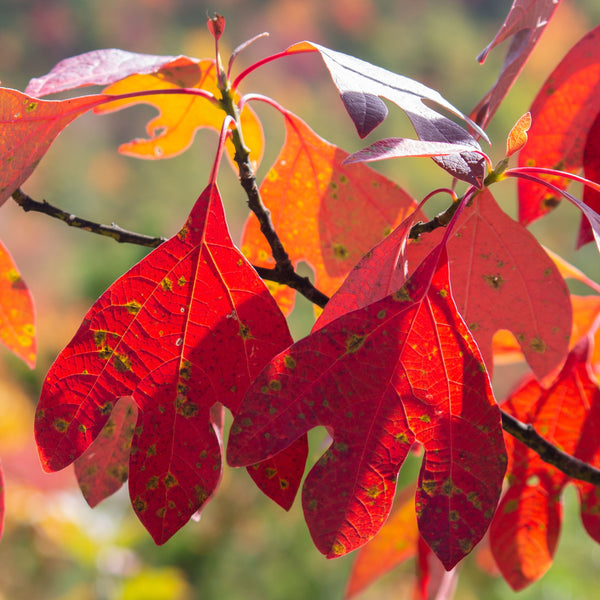 Sassafras - Other Shade Trees - Shade Trees