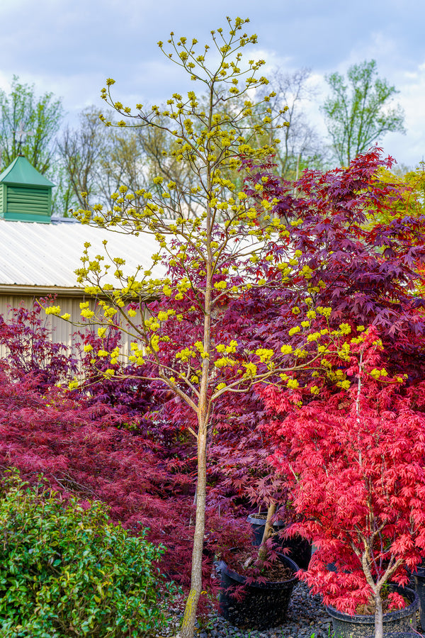 Sassafras - Other Shade Trees - Shade Trees