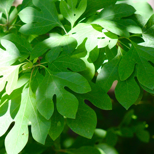 Sassafras - Other Shade Trees - Shade Trees