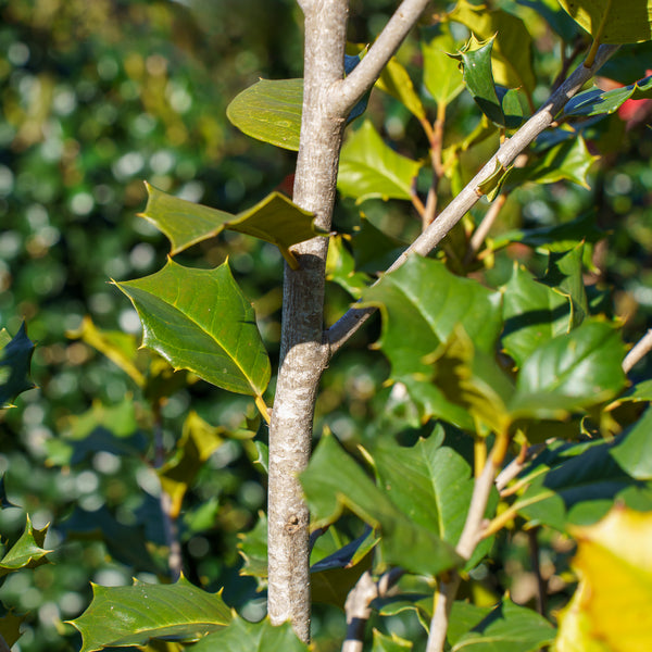 Satyr Hill American Holly - Holly - Hollies