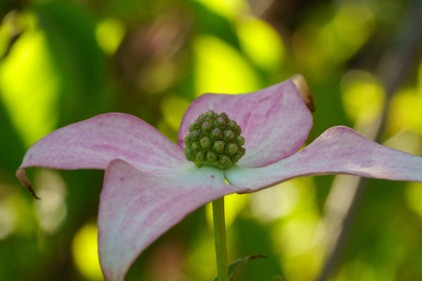 Scarlet Fire Dogwood - Dogwood Tree - Flowering Trees