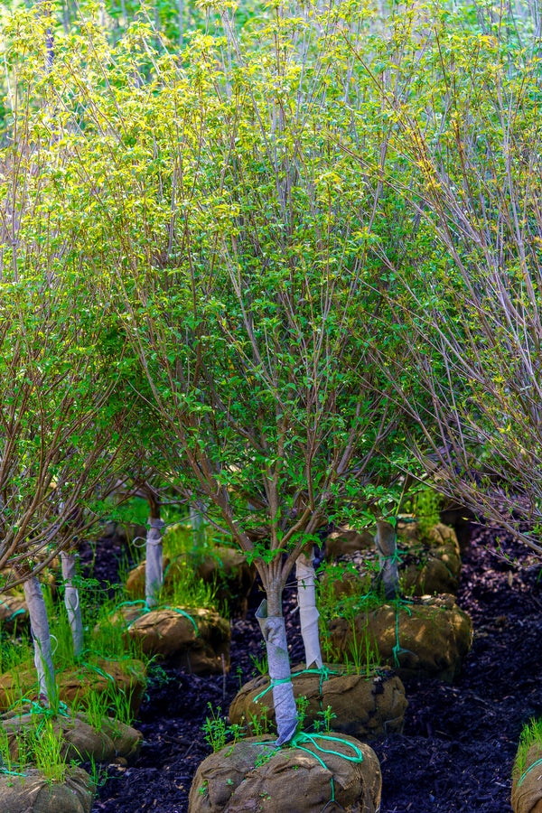 Scarlet Fire Dogwood - Dogwood Tree - Flowering Trees