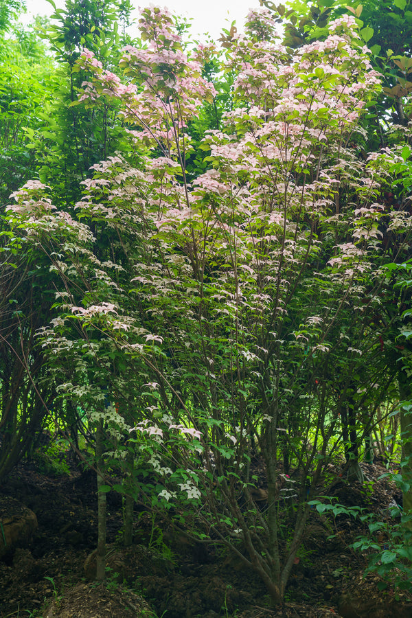 Scarlet Fire Dogwood