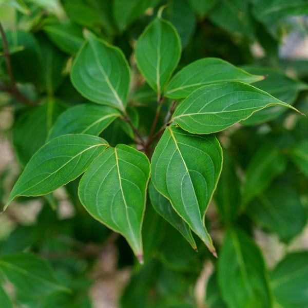 Scarlet Fire Dogwood