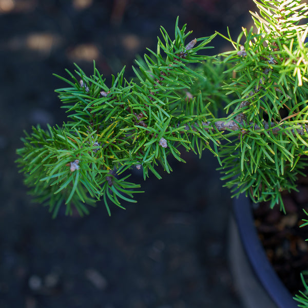 Schoodic Jack Pine