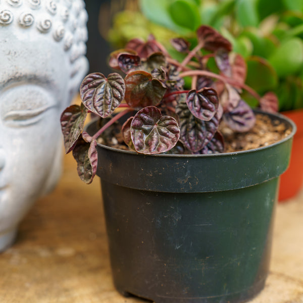 Schumi Red Peperomia