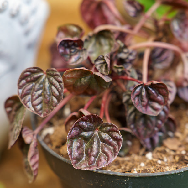 Schumi Red Peperomia