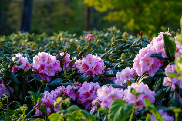 Scintillation Rhododendron - Rhododendron - Shrubs