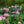 Load image into Gallery viewer, Scintillation Rhododendron - Rhododendron - Shrubs
