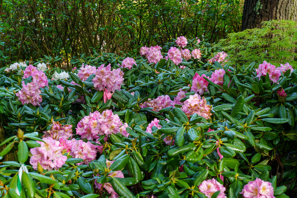 Scintillation Rhododendron - Rhododendron - Shrubs