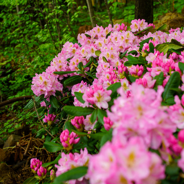 rhododendron philodendron Scintillation Rhododendron – Plant Detectives