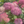 Load image into Gallery viewer, Incrediball Blush Hydrangea - Hydrangea - Shrubs
