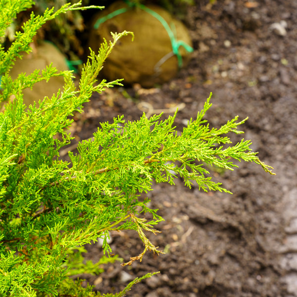 Sea Green Juniper