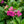 Load image into Gallery viewer, Seaside Serenade Cape May Hydrangea

