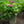Load image into Gallery viewer, Seaside Serenade Cape May Hydrangea
