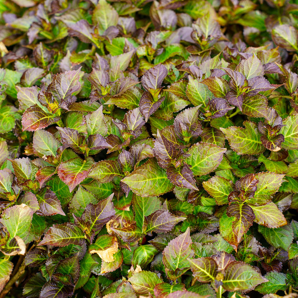 Seaside Serenade Hamptons Hydrangea