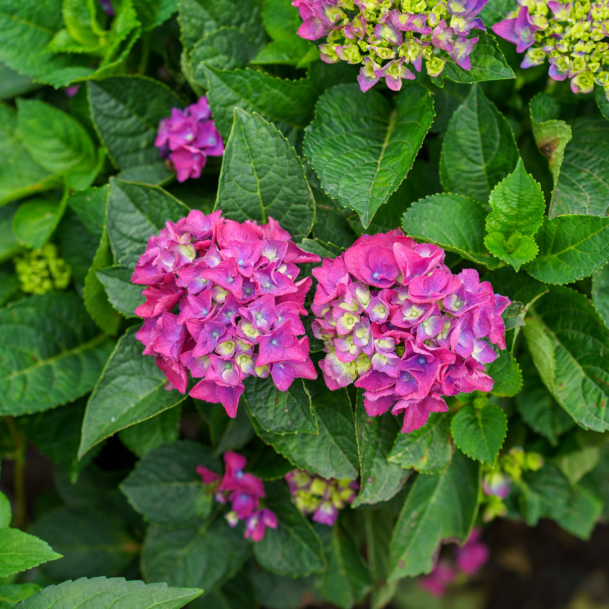 Seaside Serenade Newport Hydrangea – Plant Detectives