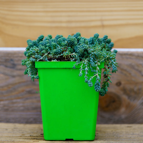 sedum major succulent care Major Stonecrop – Plant Detectives