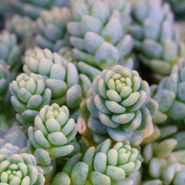 corsican stonecrop succulent Major Stonecrop – Plant Detectives