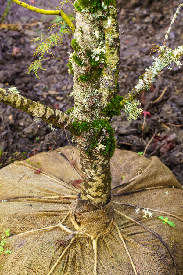 Seiryu Japanese Maple