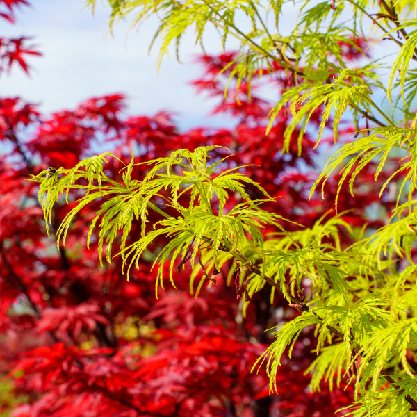 Seiryu Japanese Maple - Japanese Maple - Japanese Maples