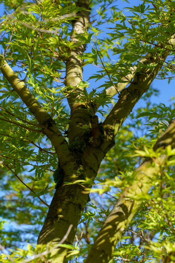 Seiryu Japanese Maple