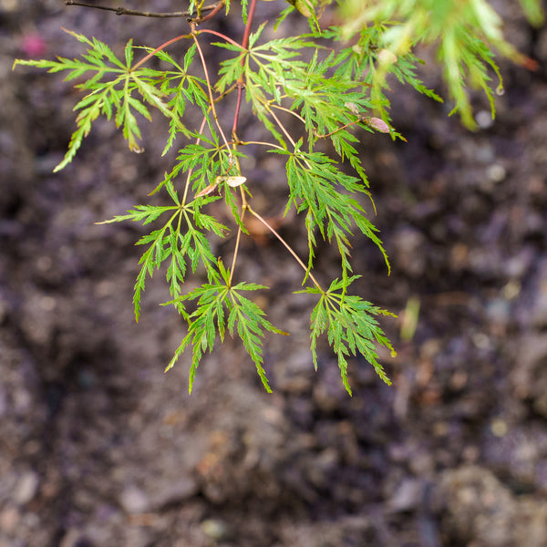 Seiryu Japanese Maple