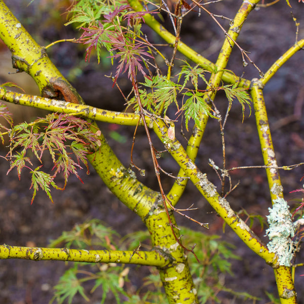 Seiryu Japanese Maple