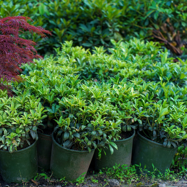 Self-Polinating Japanese Skimmia