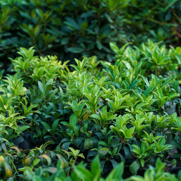 Self-Polinating Japanese Skimmia