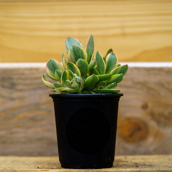 Sempervivum Living Canvas