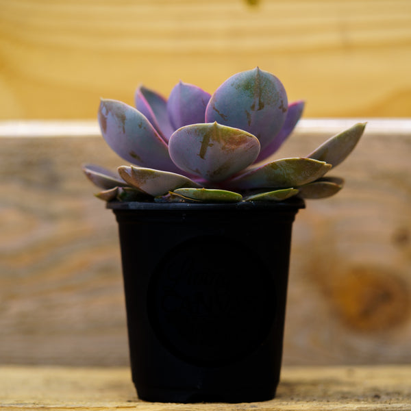 Sempervivum Living Canvas