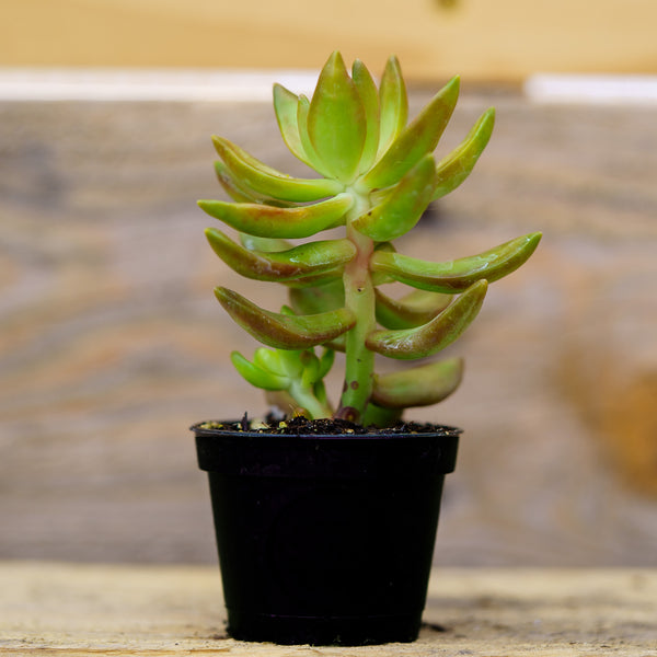 Sempervivum Living Canvas