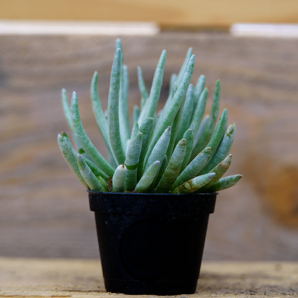 Sempervivum Living Canvas