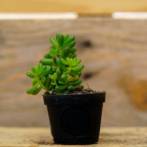 Sempervivum Living Canvas