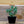 Load image into Gallery viewer, Sempervivum Living Canvas
