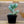 Load image into Gallery viewer, Sempervivum Living Canvas
