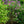 Load image into Gallery viewer, Sensation Lilac - Lilac - Shrubs
