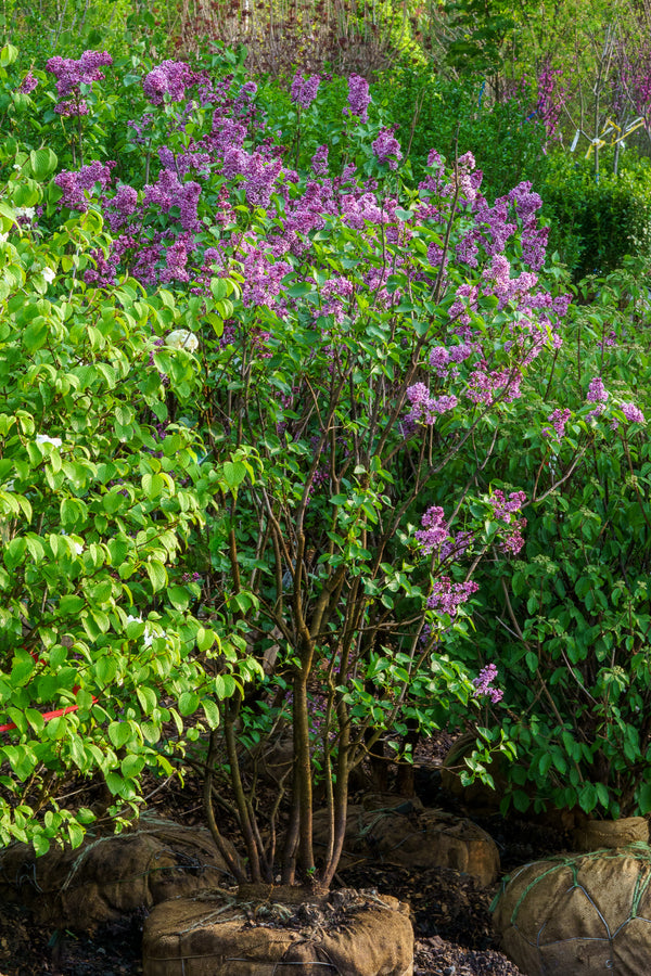 Sensation Lilac - Lilac - Shrubs