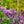 Load image into Gallery viewer, Sensation Lilac - Lilac - Shrubs
