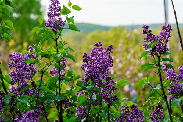 Sensation Lilac - Lilac - Shrubs