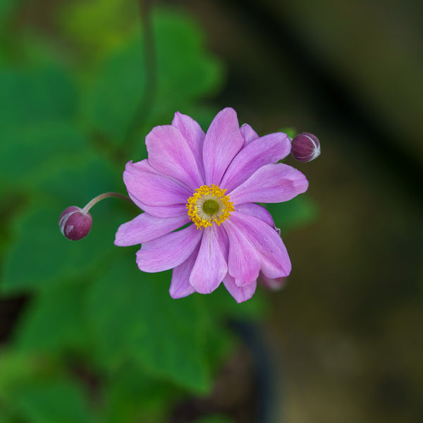 September Charm Windflower