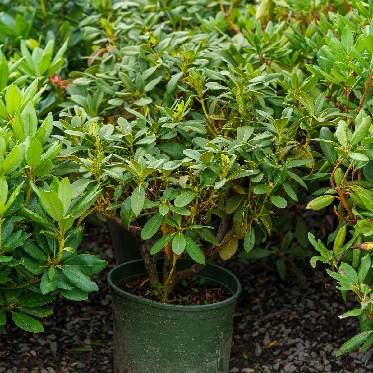 September Song Rhododendron – Plant Detectives