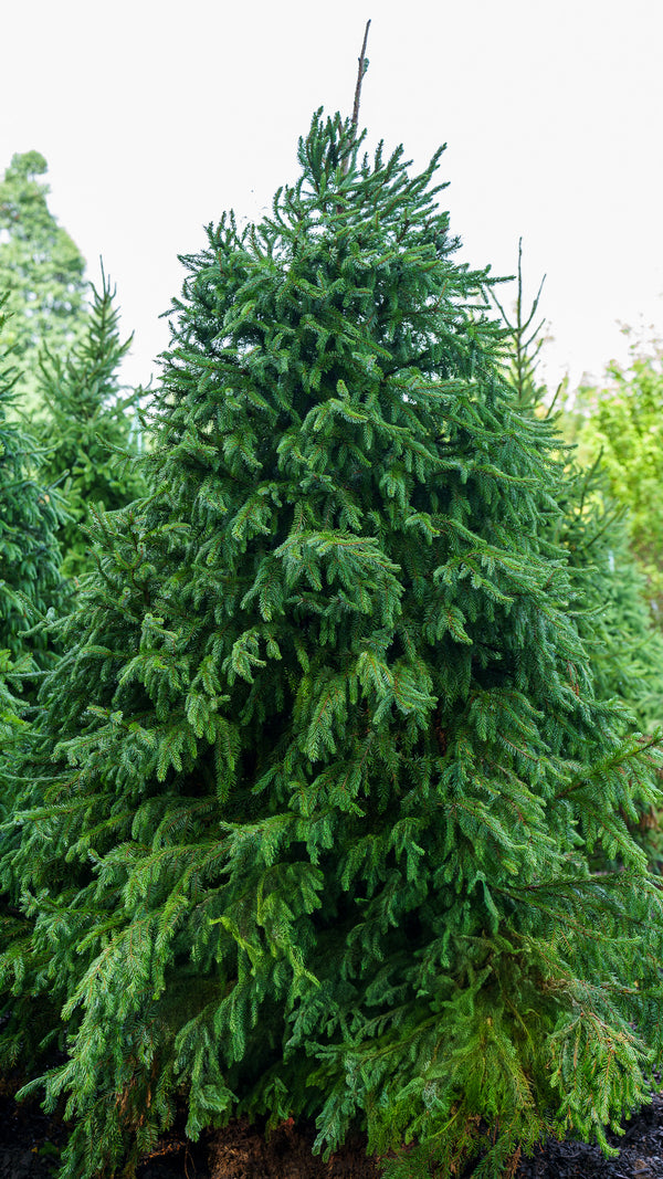 Serbian Spruce