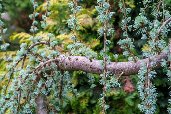 Weeping Serpentine Blue Atlas Cedar - Cedar - Conifers