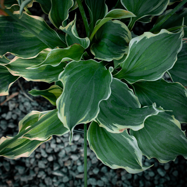 Shadowland Hope Springs Eternal Hosta