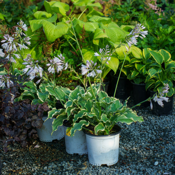 Shadowland Hope Springs Eternal Hosta