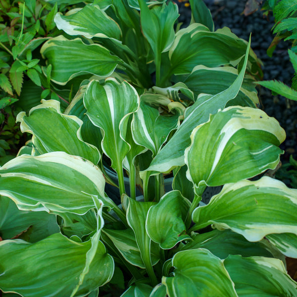 Shadowland Voices in the Wind Hosta