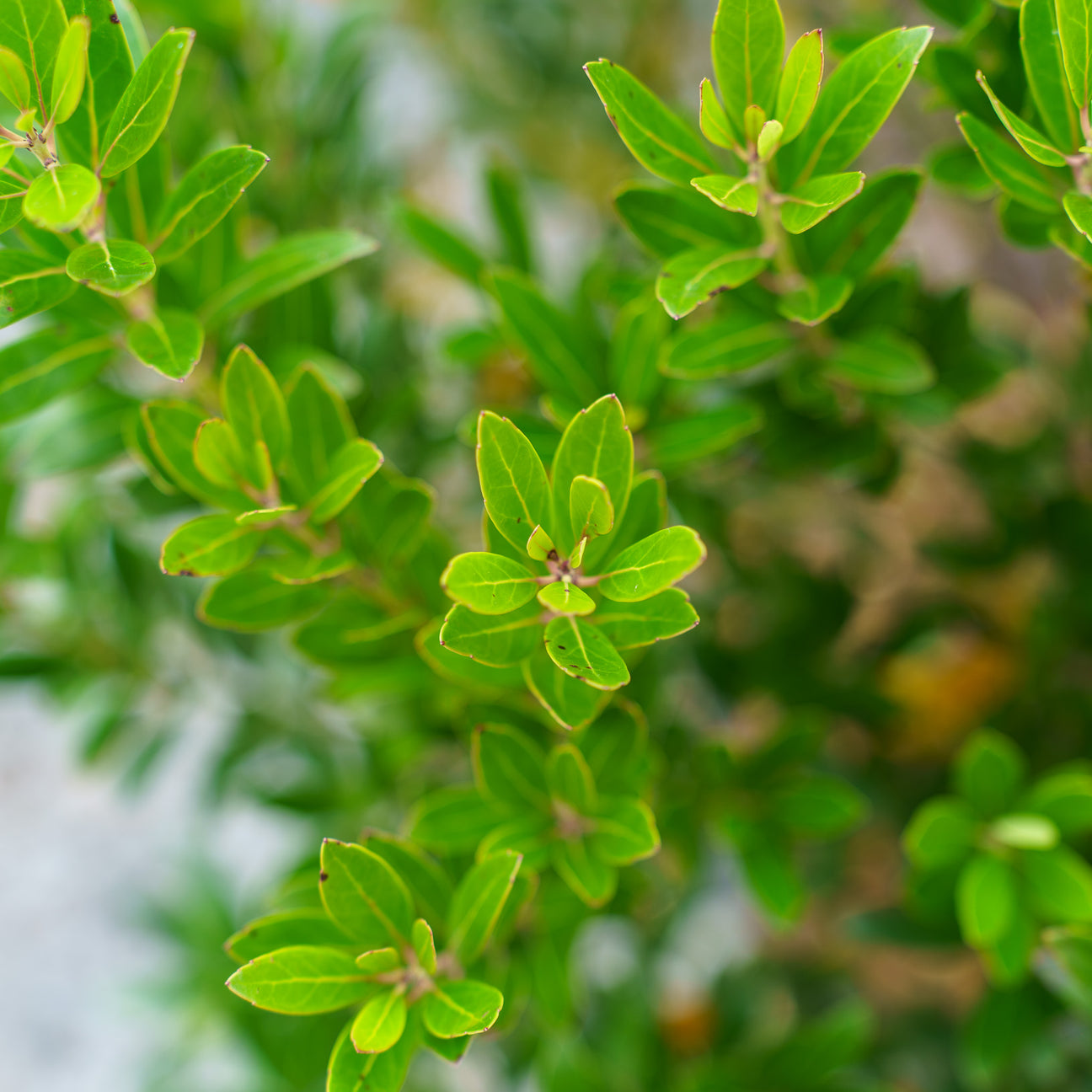 Plant of the Week - Shamrock Inkberry Holly – Plant Detectives